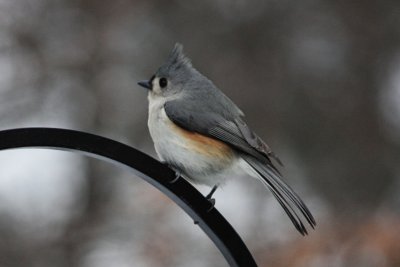 Tufted Titmouse<BR>January 22, 2009