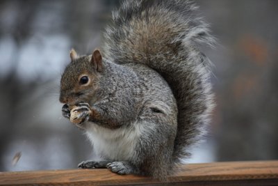 Squirrel<BR>February 10, 2009