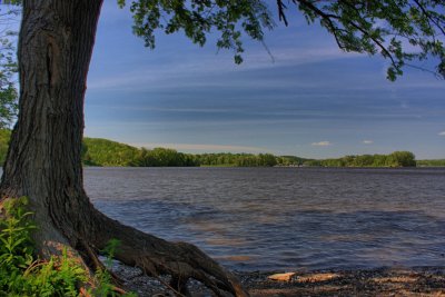 Tree on Hudson River<BR>May 25, 2009