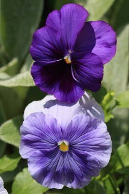 Pansies MacroJune 30, 2009