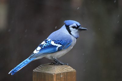 Bluejay in the Snow<BR>December 1, 2009