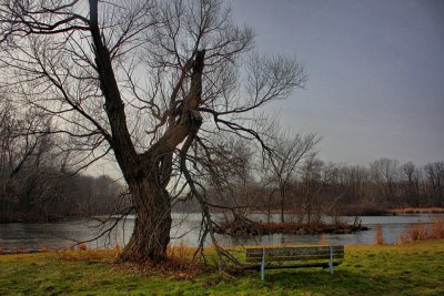 Old Tree in HDRDecember 2, 2009