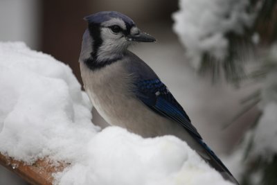 Bluejay in the Snow<BR>December 7, 2009