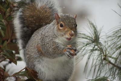 Squirrel in a snowstormJanuary 8, 2010