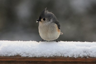 Tufted Titmouse in the SnowFebruary 3, 2010