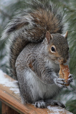 Squirrel EatingFebruary 14, 2010