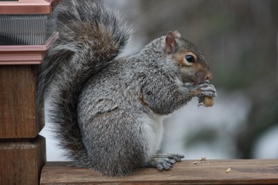 Squirrel with Peanut<BR>February 19, 2010
