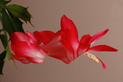 Christmas Cactus<BR>March<BR>March 3, 2010