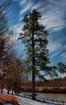 Tree in Park in HDR<BR>March 4, 2010