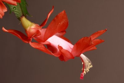 Another Christmas Cactus Macro<BR>March 8, 2010