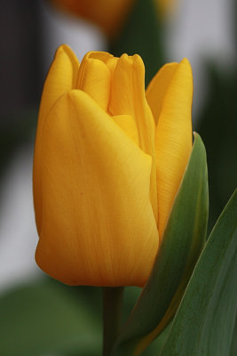 Yellow Tulip MacroMarch 22, 2010