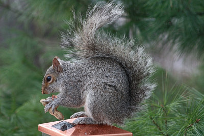 Squirrel Eating Peanut<BR>March 25, 2010