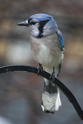Wet Bluejay<BR>March 30, 2010