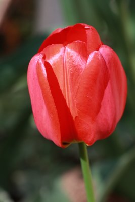 Red Tulip MacroApril 23, 2010