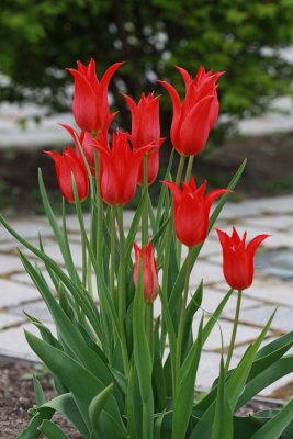 Red TulipsApril 25, 2010