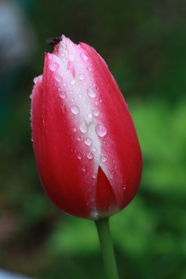 Red Tulip Macro<BR>April 26, 2010