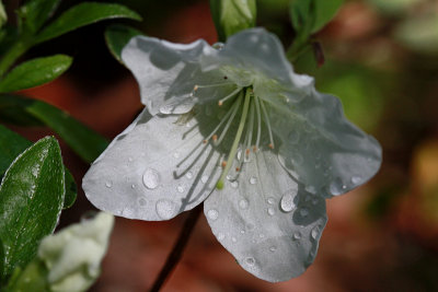 White Flower MacroMay 6, 2010