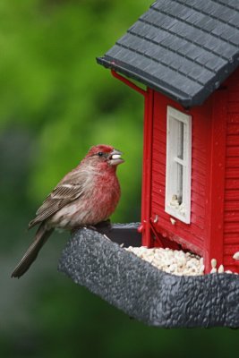 House Finch at Feeder<BR>May 8, 2010