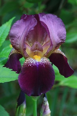 Purple Iris MacroMay 18, 2010