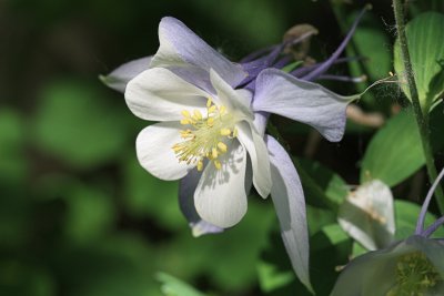 Columbine MacroMay 26, 2010