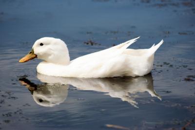 Duck Reflection