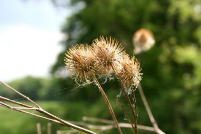 Closeup in Spring 2005