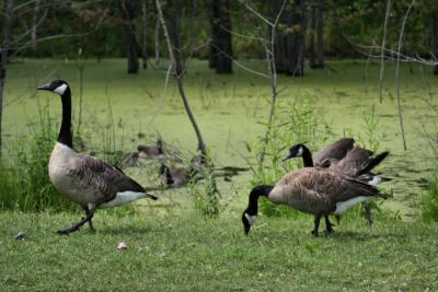 Geese at Swamp