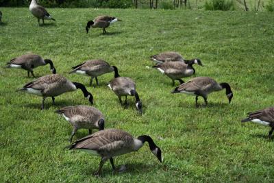 Geese Eating