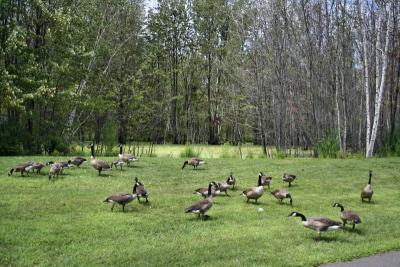 Many Geese
