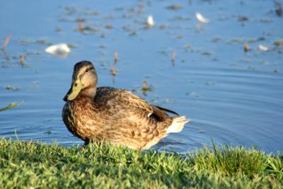 Duck at Sunset