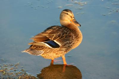 Duck at Sunset