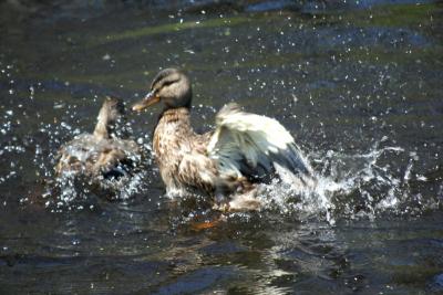 Ducks Splashing