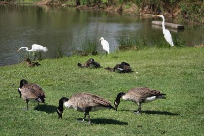 Egret and Geese