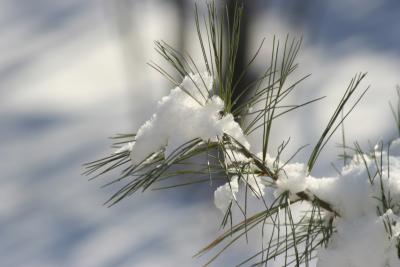 Snow on White Pine