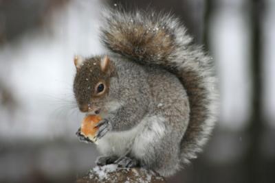 January 1, 2006 - Squirrel
