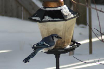 Bluejay at feeder