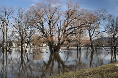 g3/56/598356/3/55060940.01_19_2006_tree_mohawk_hudson_IMG_11584_1.jpg