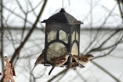 Sparrows at birdfeeder