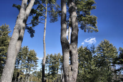 Pine Tree with hole