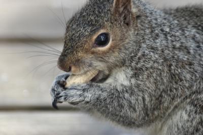 Squirrel with Peanut