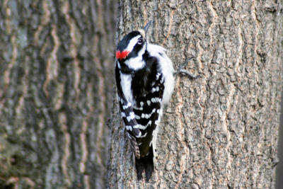 Downy Woodpecker