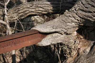 Root Eating Steel Rail