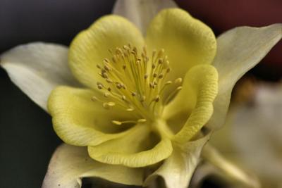 Swan Yellow Columbine