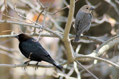 Brown Headed Cowbirds