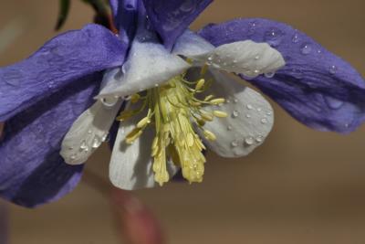 Blue Columbine