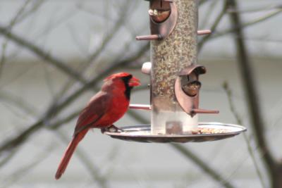 Cardinal on birdfeeder