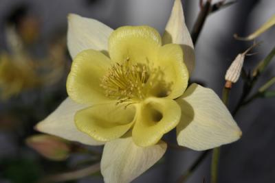 Yellow Columbine