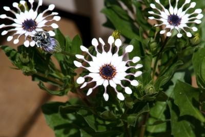 African Daisy