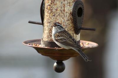 Sparrow at feeder
