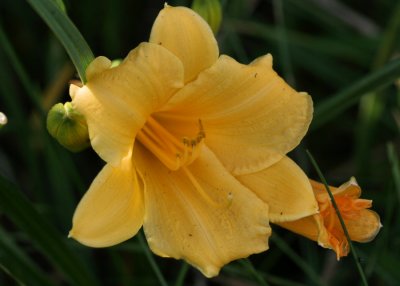 September 7, 2006Yellow Lilly